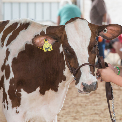 4-H'er showing dairy cow at county fair.