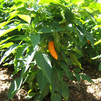 Bulgarian carrot pepper plant with orange and green peppers