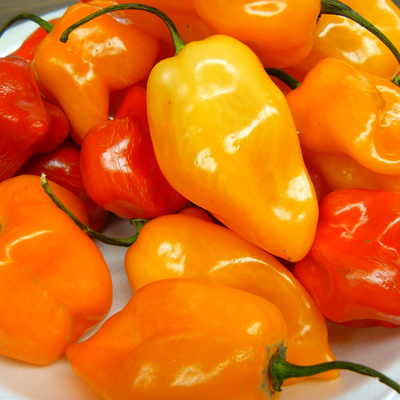 Orange and red harvested habanero peppers on a plate.