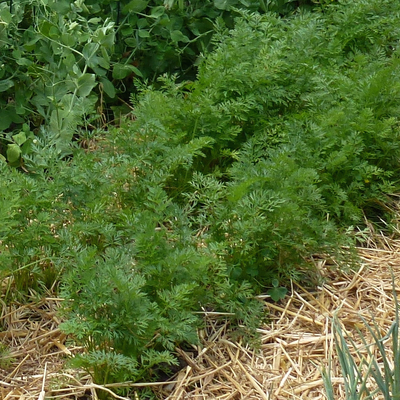 Green carrot plants growing in the ground with mulch