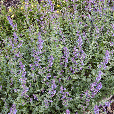 Catmint with purple flowers.