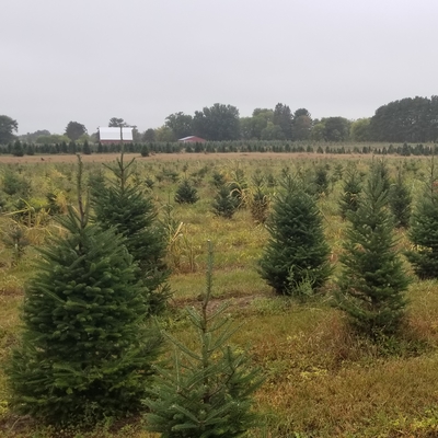 Christmas trees planted in a field.
