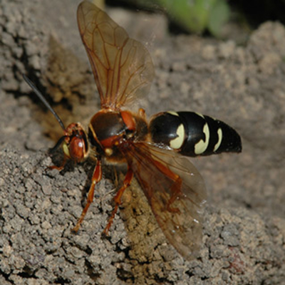 a large yellow and black cicada killer wasp