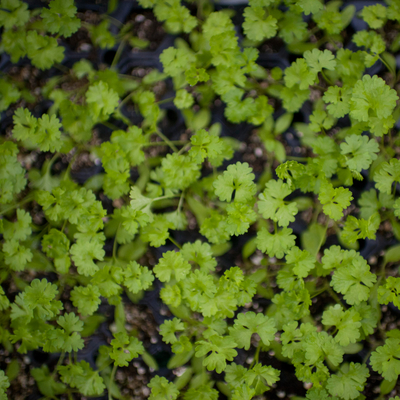 cilantro seedlings photos