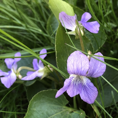 Close up of four wild violet flowers with purple-to-white coloring