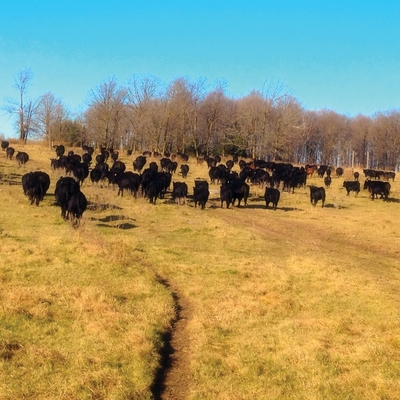 Black beef cows in field