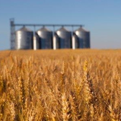 Field of wheat with grain silos in the background.