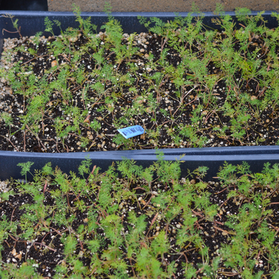 Green dill seedlings growing indoors in a container