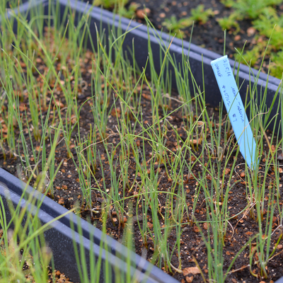 Green leek seedlings growing indoors