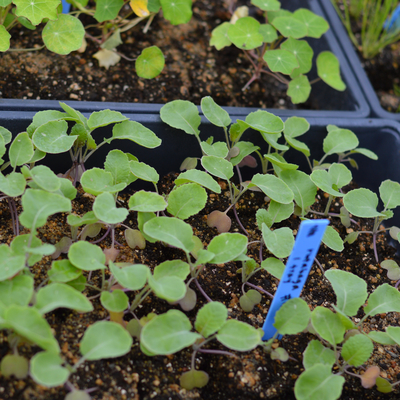 Green rutabaga seedlings growing indoors