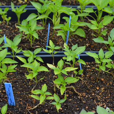 Green sweet pepper seedlings growing indoors