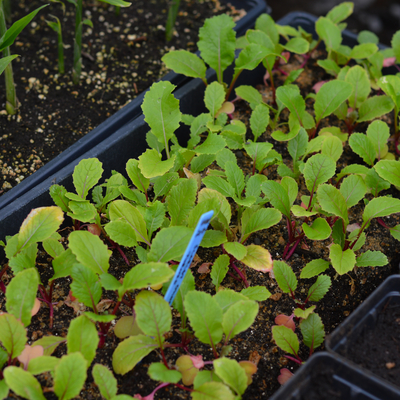 Green turnip seedlings growing indoors