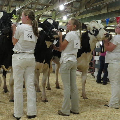 Three girls showing dairy cattle exhibits.