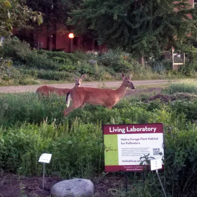 Two tan deer in a green wheat field with buildings and a dirt road in the background and a sign in the forefront that says "University of Minnesota Living Laboratory."