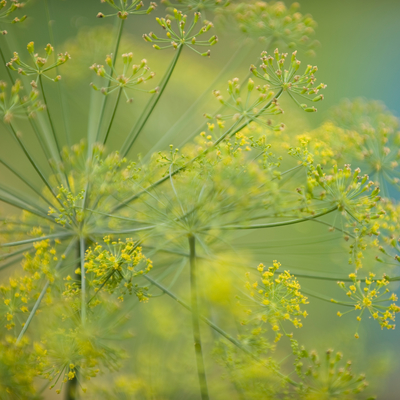 Dill seed head with green stems and yellow foliage
