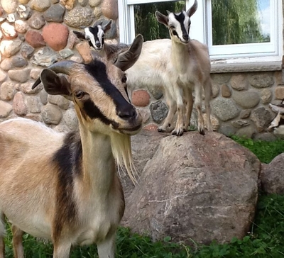 goats standing on large rocks