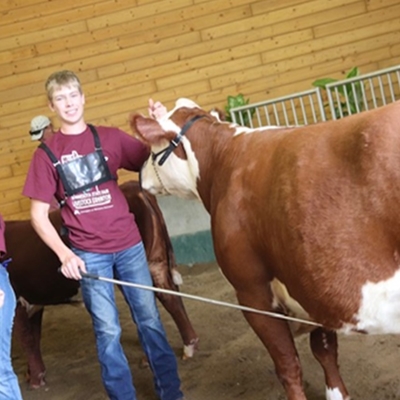 Boy with red shirt and jeans with his Hereford cow on a lease