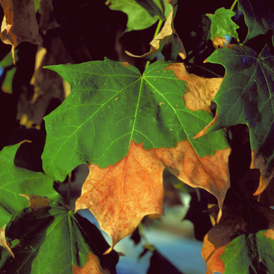 A drought-stressed maple tree has leaves browning from the tips toward the center of the leaf.