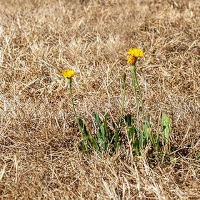 dry ground with a weed in the middle