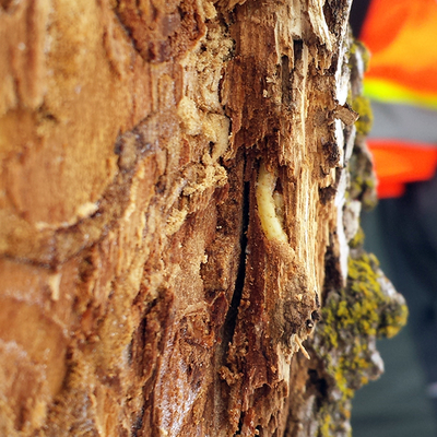 A white EAB larva coming out of a tree with much bark damage.