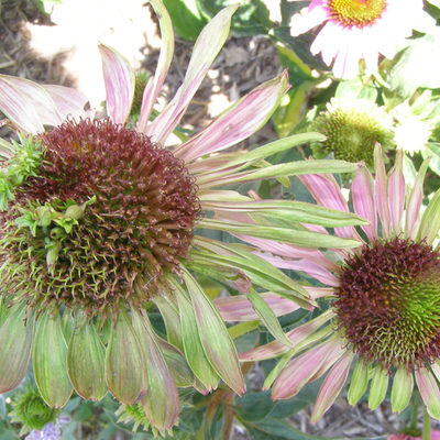Discolored and malformed purple coneflowers