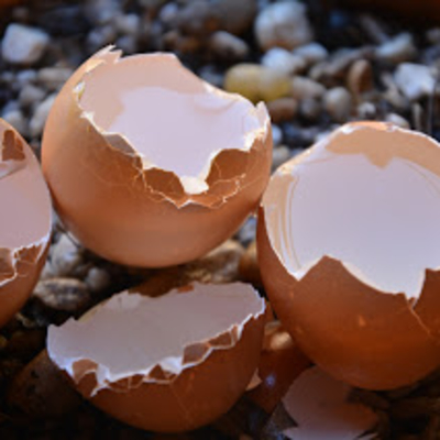 Eggshells sitting on top of a compost pile.