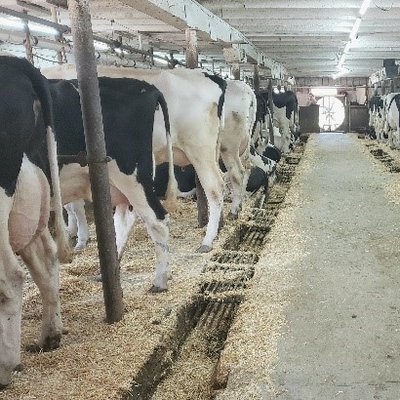 Dairy cows in stalls in a barn.