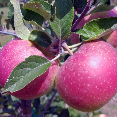 Two red, ripe apples on a tree.