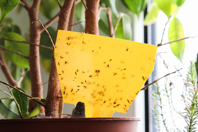 Fungs Gnats on Yellow Sticky Trap