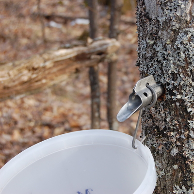A spigot in a tree with a bucket under it to harvest syrup.