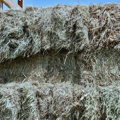 Small hay bales stacked in a wagon