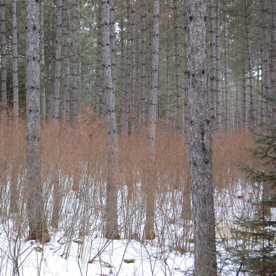 Hazel in the understory of red pine forest
