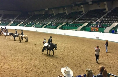 horses in an arena