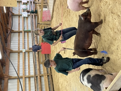 4-H youth showcasing livestock at County Fair