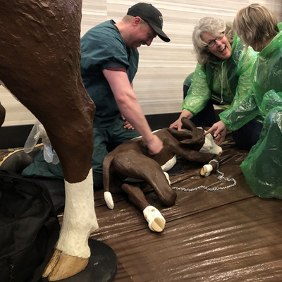 Joe Armstrong and two women examining Helga's model calf after a birth simulation.