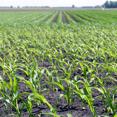 A field of corn in June.