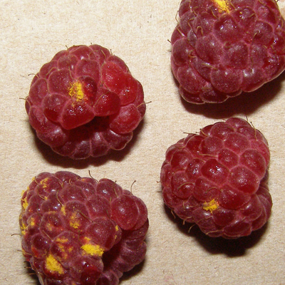 Small, orange spot on raspberry fruit.