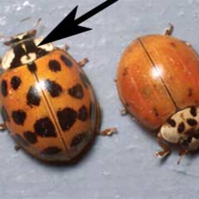 Two orangish beetles; one with several black spots on its wing covers and one without. Both have a black M-shaped marking behind its head.