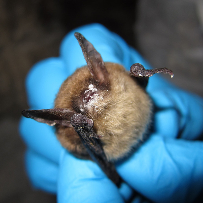 Northern long-eared bat with white-nose syndrome. Image courtesy USFWS.
