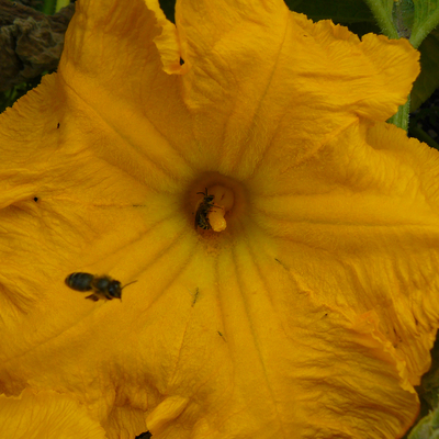 Bees pollinating a yellow squash flower