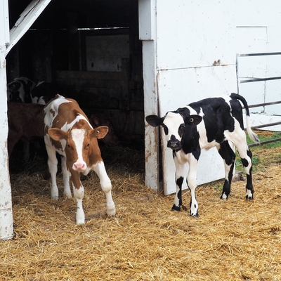 Two calves, one black and white and the other brown and white, stand on straw or hay outdoors