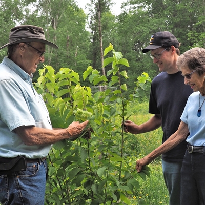 A family of three adults converse over their small but growing hazelnut tree