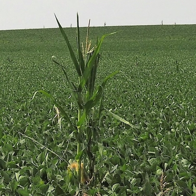 A stalk of corn stands out in a field of soybeans