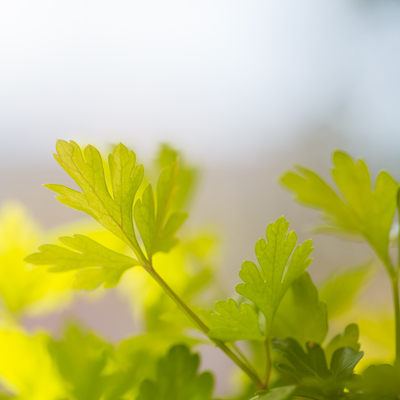 Green parsley foliage with blurred background
