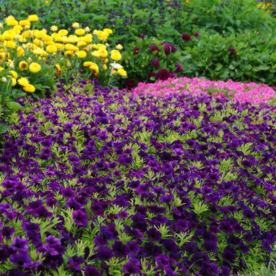 Dark purple petunias growing in a flower bed with other flowers.
