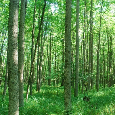 A black ash woodland growing in a wet forest plant community.