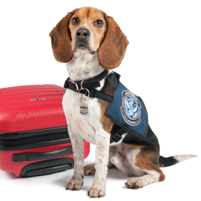 canine border security animal with vest sits next to suitcase
