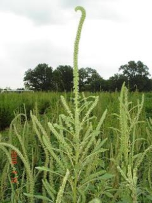 Pamler amaranth plant in the field