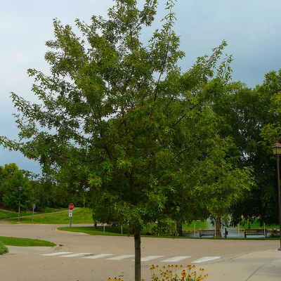 Young oak tree planted on a boulevard with flowers.