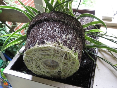 Rootbound Spider Plant